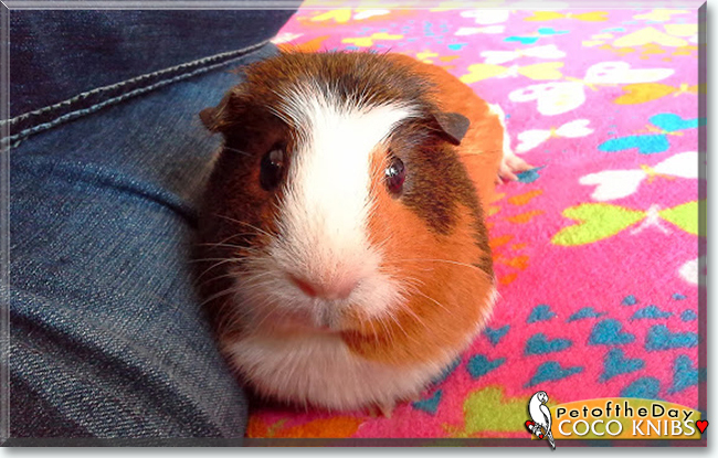 Coco Knibs the Guinea Pig, the Pet of the Day