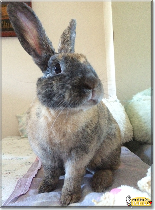Toffee the Rabbit, the Pet of the Day