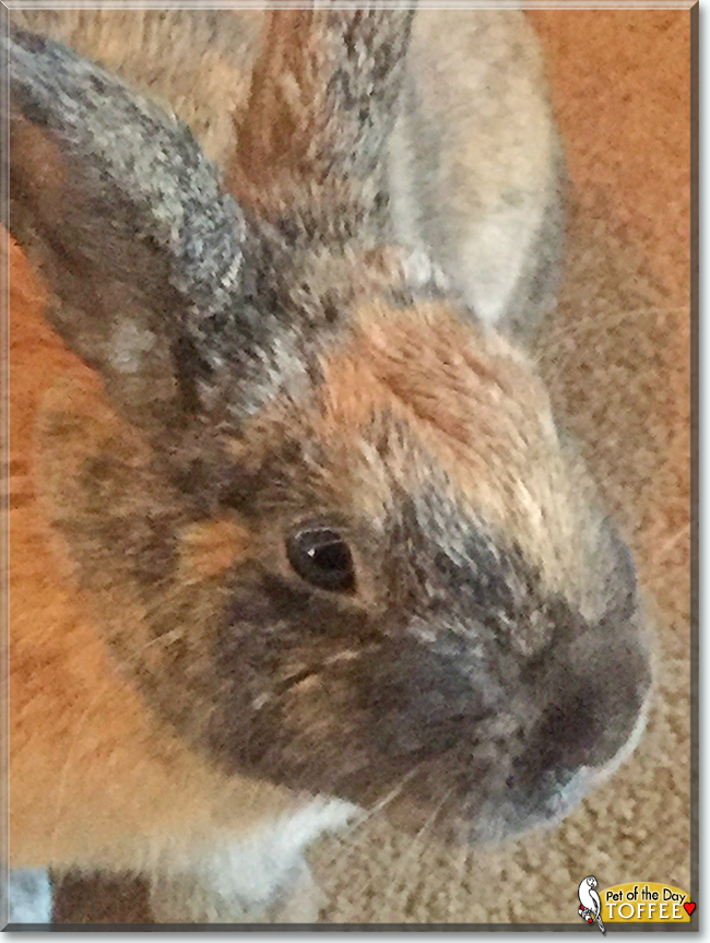 Toffee the Rabbit, the Pet of the Day