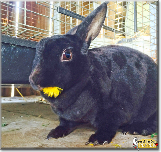 Pepper the Rex Rabbit, the Pet of the Day