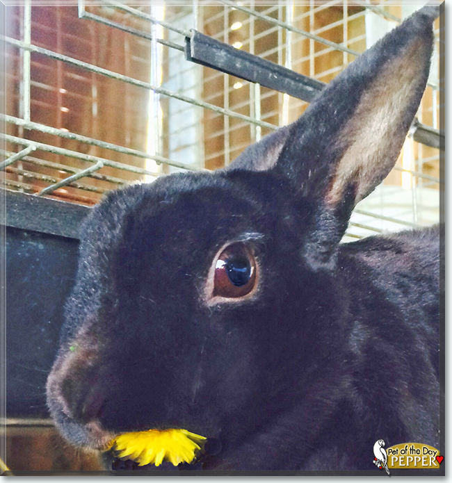 Pepper the Rex Rabbit, the Pet of the Day