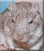 Billy the Gerbil