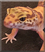 Tangi the Tangerine Gecko