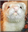 Laura the Ferret