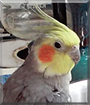 Rembrandt the Cockatiel