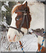 Mickey the Shetland Pony