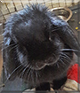 Midnight the Lop Rabbit