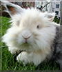 Muru the Lionhead/Lop mix Rabbit