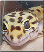 Loki the Leopard Gecko