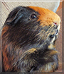 Nova the Guinea Pig