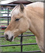 Fiji the Fjord Horse
