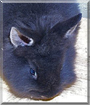 Mico the Dwarf Rabbit