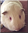 Jeffrey the Himalayan Guinea Pig
