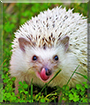 Fürge the African Pygmy Hedgehog