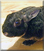 Cupcake the Astrex Rabbit