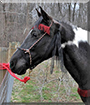 Whiskey the Missouri Fox Trotter