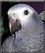 Jacko the African Grey Parrot