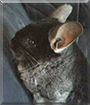 Ebony the Chinchilla
