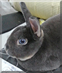 Butter the Mini Rex Rabbit