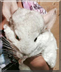 Jazzy the Mosaic Chinchilla