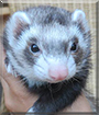 Maya the Ferret