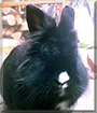 Leon the Lionhead Rabbit