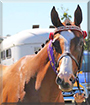 Kobi the Thoroughbred Horse