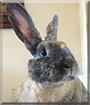 Toffee the Rabbit