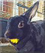 Pepper the Rex Rabbit