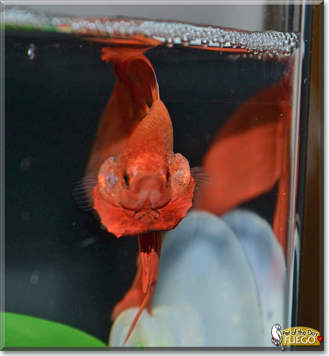 Fuego the Veiltail Betta Fish, the Pet of the Day