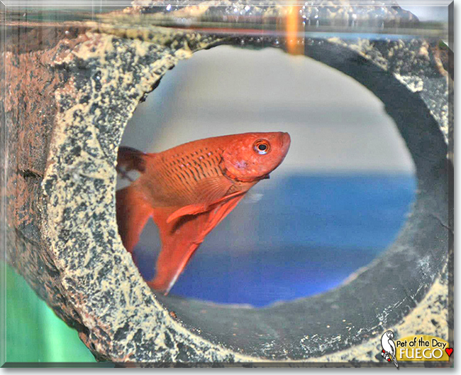 Fuego the Veiltail Betta Fish, the Pet of the Day