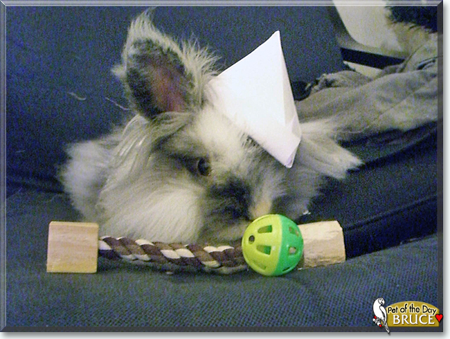 Bruce the Lionhead-Lop Rabbit, the Pet of the Day