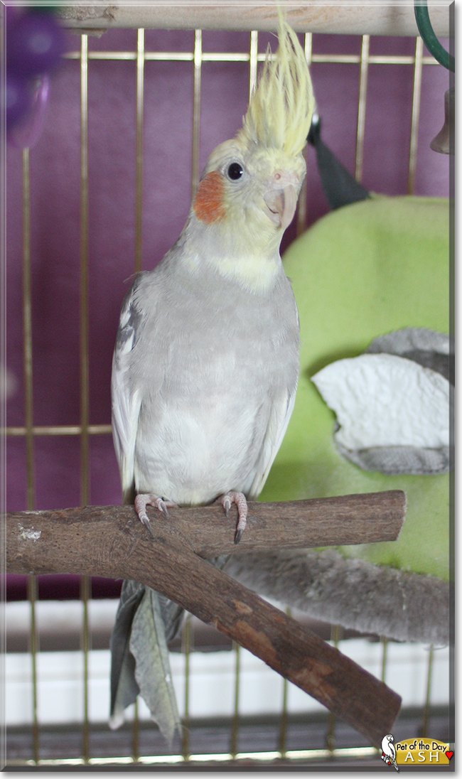 Ash the Cockatiel, the Pet of the Day