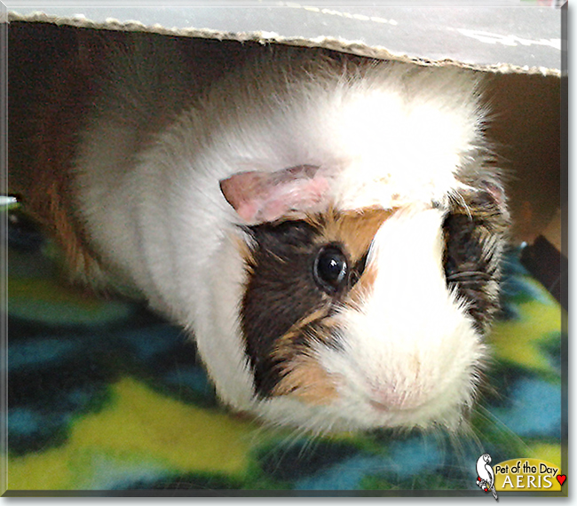 Aeris the Guinea Pig, the Pet of the Day