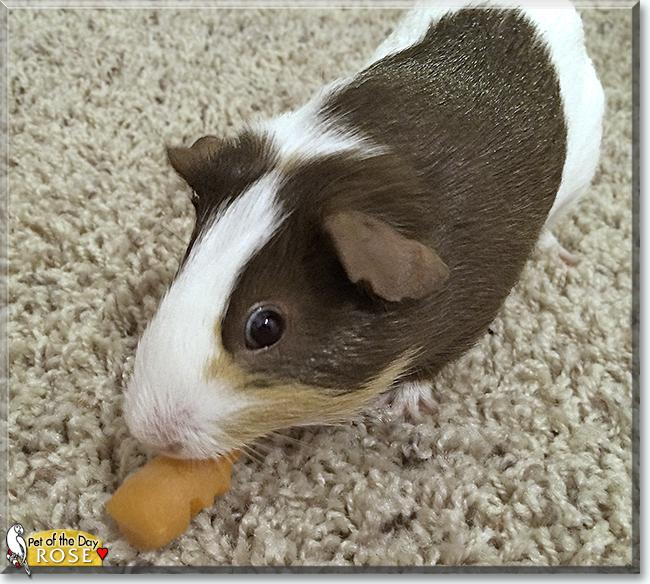 Rose the Shorthair Guinea Pig, the Pet of the Day