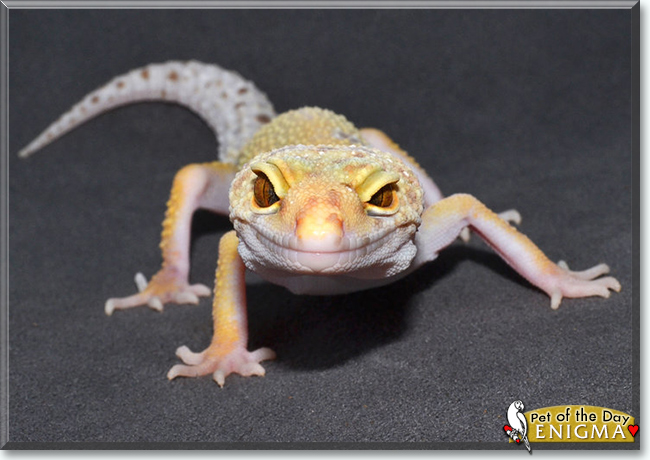 Enigma the Leopard Gecko, the Pet of the Day