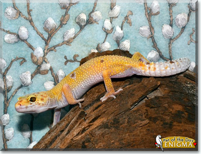 Enigma the Leopard Gecko, the Pet of the Day