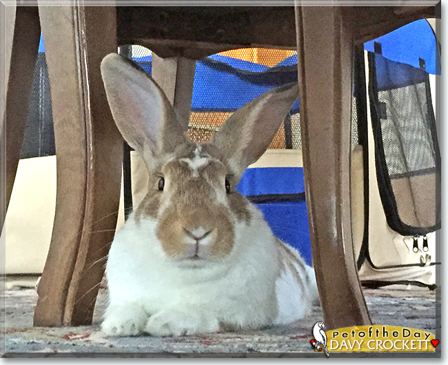 Davy Crockett the English Spot Rabbit, the Pet of the Day
