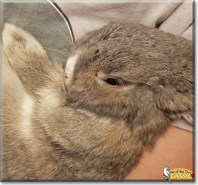 Cassie the Netherland Dwarf Rabbit, the Pet of the Day
