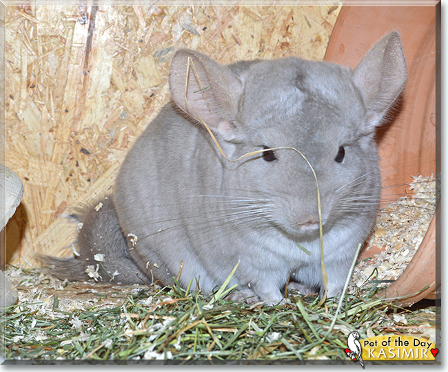 Kasimir the Chinchilla, the Pet of the Day