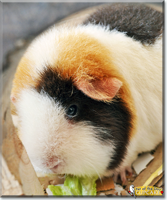 Cupcake the Teddy Guinea Pig, the Pet of the Day