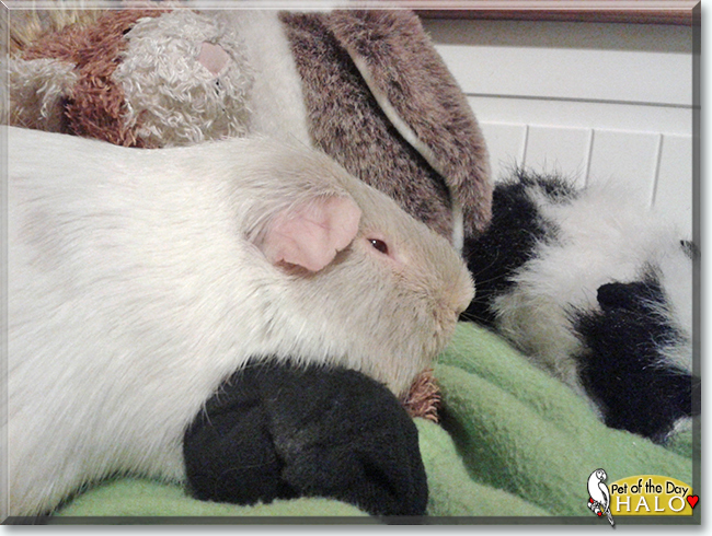 Halo the Guinea Pig, the Pet of the Day