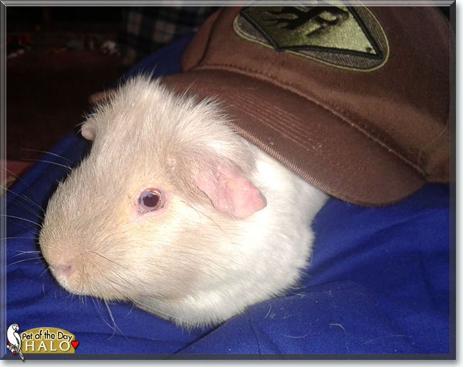 Halo the Guinea Pig, the Pet of the Day
