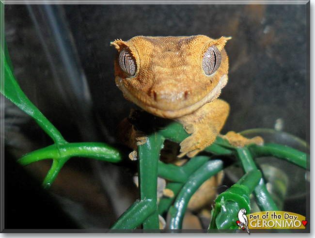 Geronimo the Crested Gecko, the Pet of the Day