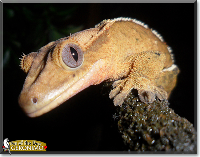 Geronimo the Crested Gecko, the Pet of the Day
