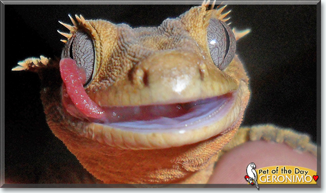 Geronimo the Crested Gecko, the Pet of the Day