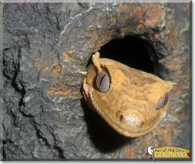 Geronimo the Crested Gecko, the Pet of the Day