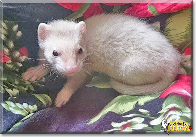 Percy the Ferret, the Pet of the Day