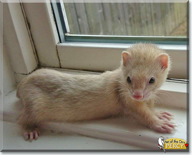 Percy the Ferret, the Pet of the Day