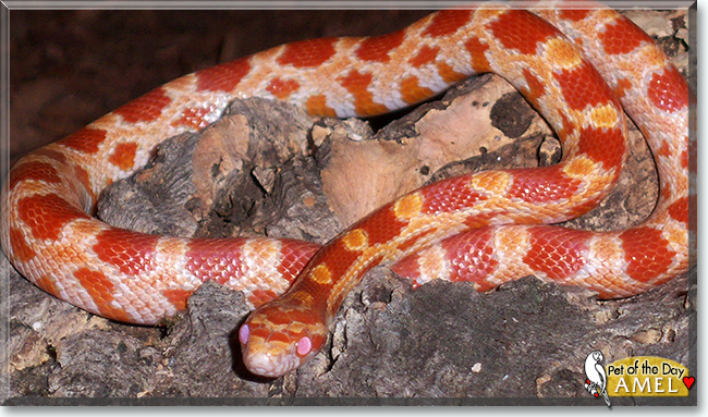 Amel the Cornsnake, the Pet of the Day